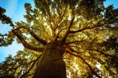 Low-angle shot looking up into the expansive, sun-drenched canopy of a large oak tree against a clear blue sky, representing aging well.