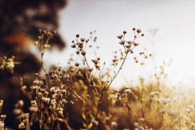 Small, delicate white flowers in a field are illuminated by a warm, hazy sunset, representing the fading memories of Alzheimer's disease.