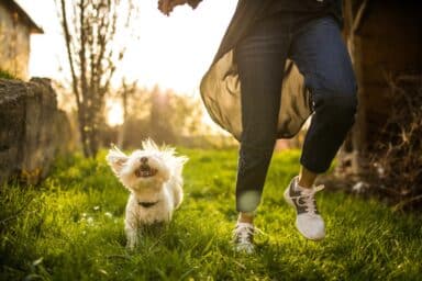 A small white dog with its ears flying back runs happily through a grassy field next to its owner, representing the mood-boosting power of pets.