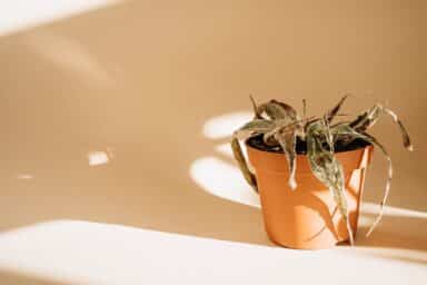 Withered plant in a terracotta pot under harsh sunlight, representing caregiver burnout and depletion.