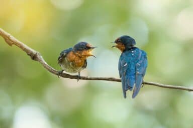 Two small, dark-blue birds with orange throats face each other on a thin branch with open beaks.