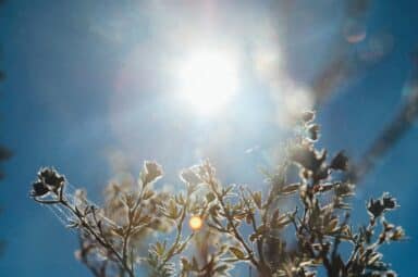 Low-angle view of sunlight streaming through the leaves and branches of a small bush against a clear blue sky.