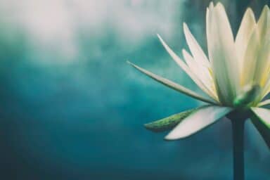 A white lotus flower in bloom against a soft, teal-blue background.