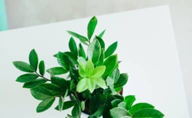 A vibrant green ZZ plant with glossy leaves sits in a white pot on a clean white surface, representing finding a therapist who can help you heal.