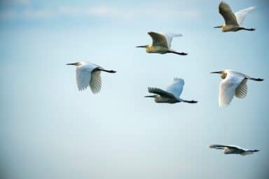 Six white egrets fly in a staggered formation across a clear, pale blue sky.