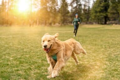 Golden retriever running through a sunny grassy field with a ball in its mouth as a person jogs in the background.