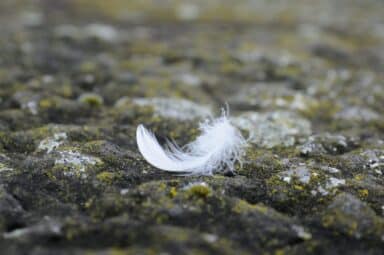 A person walking alone down a path through a thick, foggy forest of tall trees, representing coping with grief and loss.