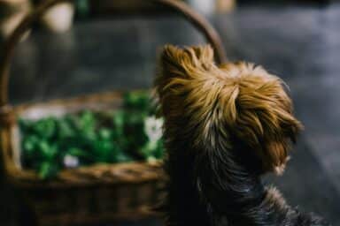 Back of a small, scruffy-haired dog with brown and black fur looking toward a wicker basket filled with green plants.
