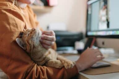 A person petting an orange tabby cat resting in their lap while working at a computer desk.