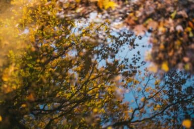Autumn leaves reflected in a serene puddle, capturing the essence of the season.