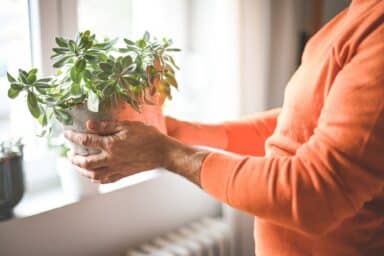 A person in an orange sweater holds a potted green plant near a bright window, representing the lifestyle habits for preventing Alzheimer's disease.