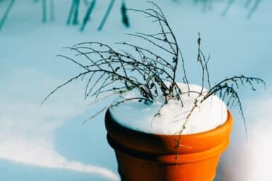 A terracotta flower pot filled with snow and a thin, leafless plant sitting in a snowy field.
