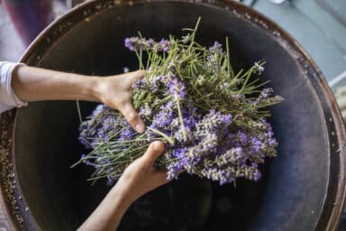 Hands hold a large bundle of fresh purple lavender over a dark bowl, representing natural sleep aids.