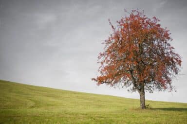 A single tree with vibrant orange and red autumn leaves stands in a grassy green field under a gray sky.