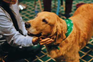 Golden Retriever wearing a green bandana being petted by a person on a green checkered floor.