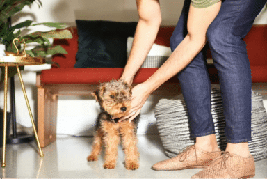 Person in blue jeans and tan woven shoes leans down to pet a small, scruffy brown and black dog in a modern living room setting.